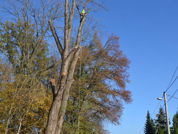 Topol nad cestou